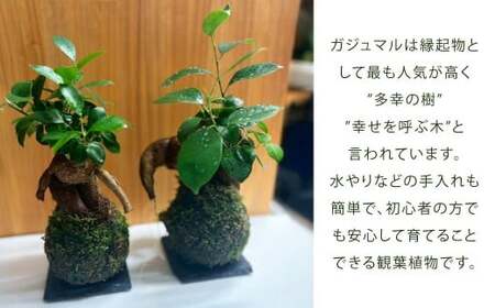 苔玉 ガジュマル -MOSS-  1点 観葉植物 ガジュマルの木 縁起の良い 多幸の樹 幸せを呼ぶ木 幸運 苔 玉 グリーン インテリア