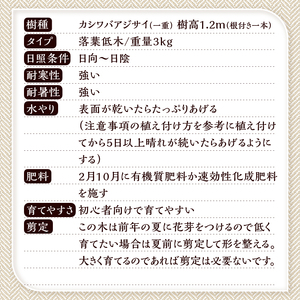 植木　カシワバアジサイ（一重）　1.2m