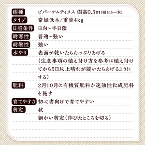 植木　ビバーナムティヌス　0.5ｍ