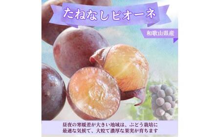 ピオーネ たねなし 3kg 厳選 / ぶどう 種無し 甘い 高級 和歌山 種無しピオーネ ※2026年8月中旬～9月中旬に順次発送 ※北海道・沖縄・離島への配送不可 【tec511-p-3B】