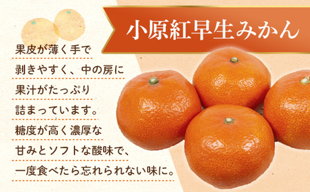 【先行予約】《2026年12月頃お届け》みかん 奇跡の赤いみかん 小原紅早生 1.2kg 蜜柑 早生 果物 柑橘 濃いみかん 赤いみかん むきやすい ミカン フルーツ 旬 香川県 香川県共通返礼品 F5J-1020