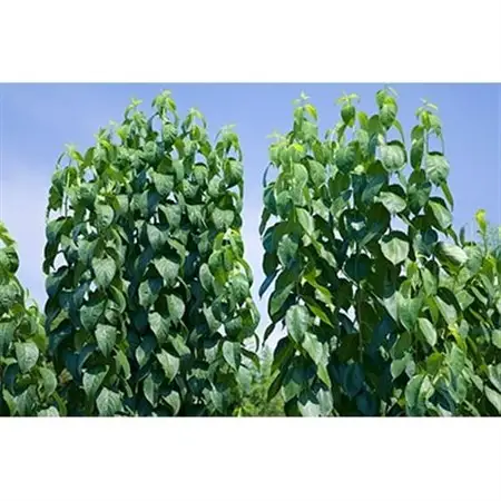 【愛川ブランド】  杜仲茶セット【1069880】