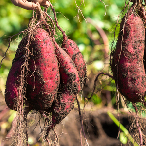 冷やし 焼き芋 さつまいも 紅はるか 冷凍 1kg ＼暑い夏にぴったりのデザートです♪／ (BJ025)