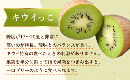 【先行予約】《2026年11月～2027年2月頃お届け》 こつぶでちゅるん さぬきキウイっこ 約1.2kg 一口サイズ 香川 四国 フルーツ 果物 くだもの キウイ キュウイ 果実 フルーツ 旬  香川県 香川県共通返礼品 F5J-1023