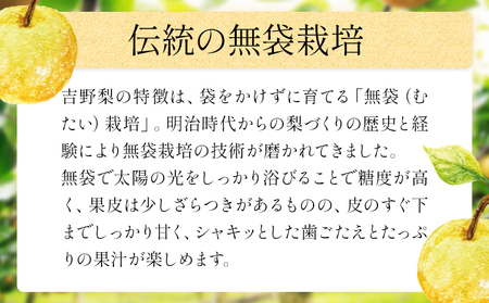 梨 吉野梨 約2kg おまかせ 梨