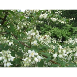 K5　しそうの天然はちみつ【 天然 国産 蜂蜜 ハチミツ はちみつ ハニー 百花 とち セット 】