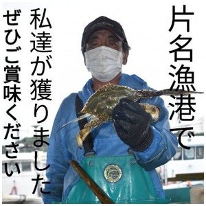 塩ゆで ワタリガニ 計600g (2杯) 冷凍 ボイル ワタリガニ 渡り蟹 海鮮 かに 新鮮 カニ 魚介 海の幸 ボイル ワタリ蟹 カニ