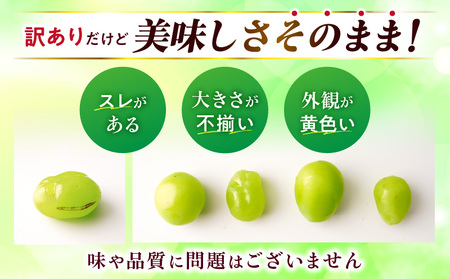  【2026年発送先行受付】訳ありシャインマスカット 約1.4㎏入り　2～4房| 訳あり シャインマスカット マスカット ぶどう ブドウ 葡萄 果物 フルーツ 期間限定 新鮮 くだもの 国産 ギフト お裾分け 旬 人気 種なし 皮ごと食べられる ジューシー 糖度が高い 先行受付 先行予約 季節限定 おすすめ 旬の果物 香川 香川県 三木町 |_mk006-049-2