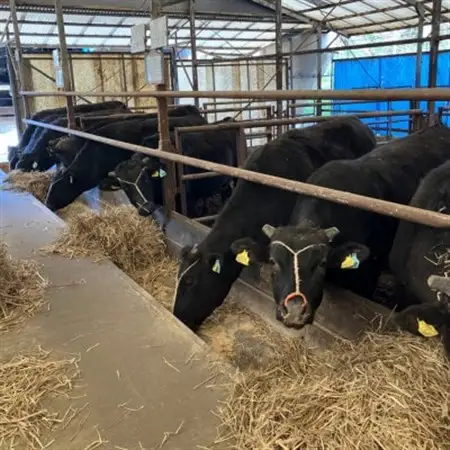 【小町の里・幸牛】黒毛和牛ブロック肉　550g【配送不可地域：離島】【1077509】