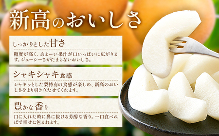 【2026年先行予約】新高梨 約10kg (12-32玉) 日本フルーツ株式会社《9月上旬-10月上旬頃出荷》熊本県 荒尾市 新高梨 梨 果物 フルーツ スイーツ デザート ギフト ご贈答