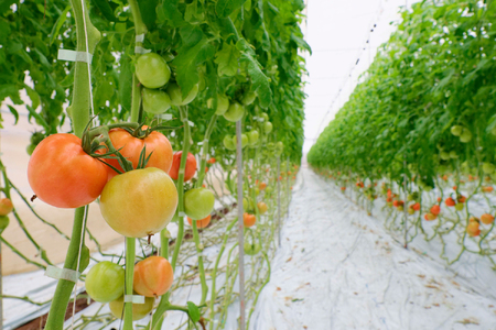 AP1　田中農園の凝縮トマトピューレ&炊きこみご飯セット【 とまと トマト トマトソース 炊き込みご飯の素 ごはんの素 缶詰 非常食 保存食 】