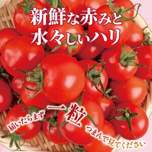 先行受付 安田町産 新鮮トマト 2kg 定期便 2回 TR-23