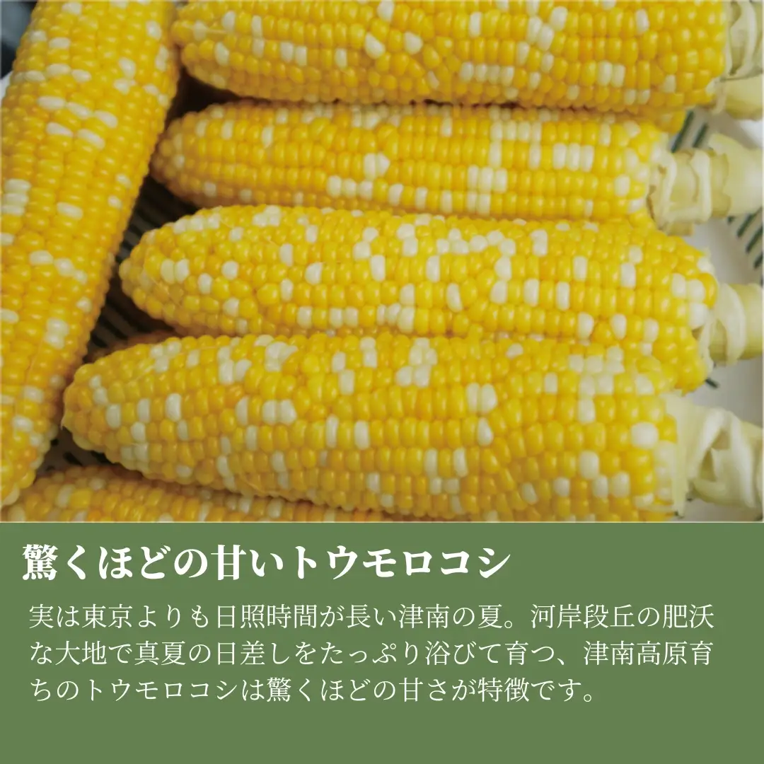 【令和8年産先行予約】とうもろこし 朝採れ ゴールドラッシュ 5kg 約12本 7月下旬発送開始 |津南町 とうもろこし