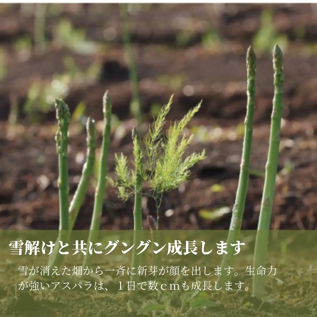 【令和8年産先行予約】津南産アスパラガス LA・2L おまかせ1.3kg |津南町 アスパラガス