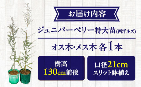 ジュニパーベリー特大苗(西洋ネズ)オス木・メス木セット Juniperus communis 樹高130cm前後 口径21cmスリット鉢植え BHCQ002