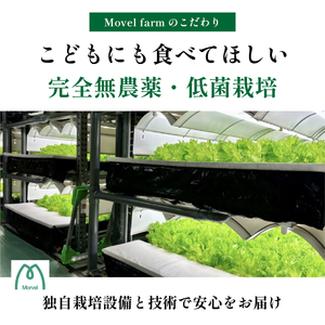 無農薬 レタス (2種類2.6kg) 無農薬野菜 MBF002