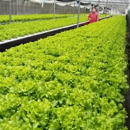 【栽培期間中農薬不使用】四国のど真ん中で栽培された生鮮リーフレタス　約100g×8袋セット【配送不可地域：離島】【1493186】