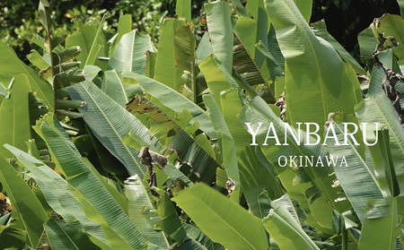 還元ウコン茶 沖縄 名護 飲料 お茶 紅茶 ティ おすすめ 人気 うっちん うこん 飲み物 ソフトドリンク やんばる 自然 健康 ギフト プレゼント 敬老の日 父の日 母の日