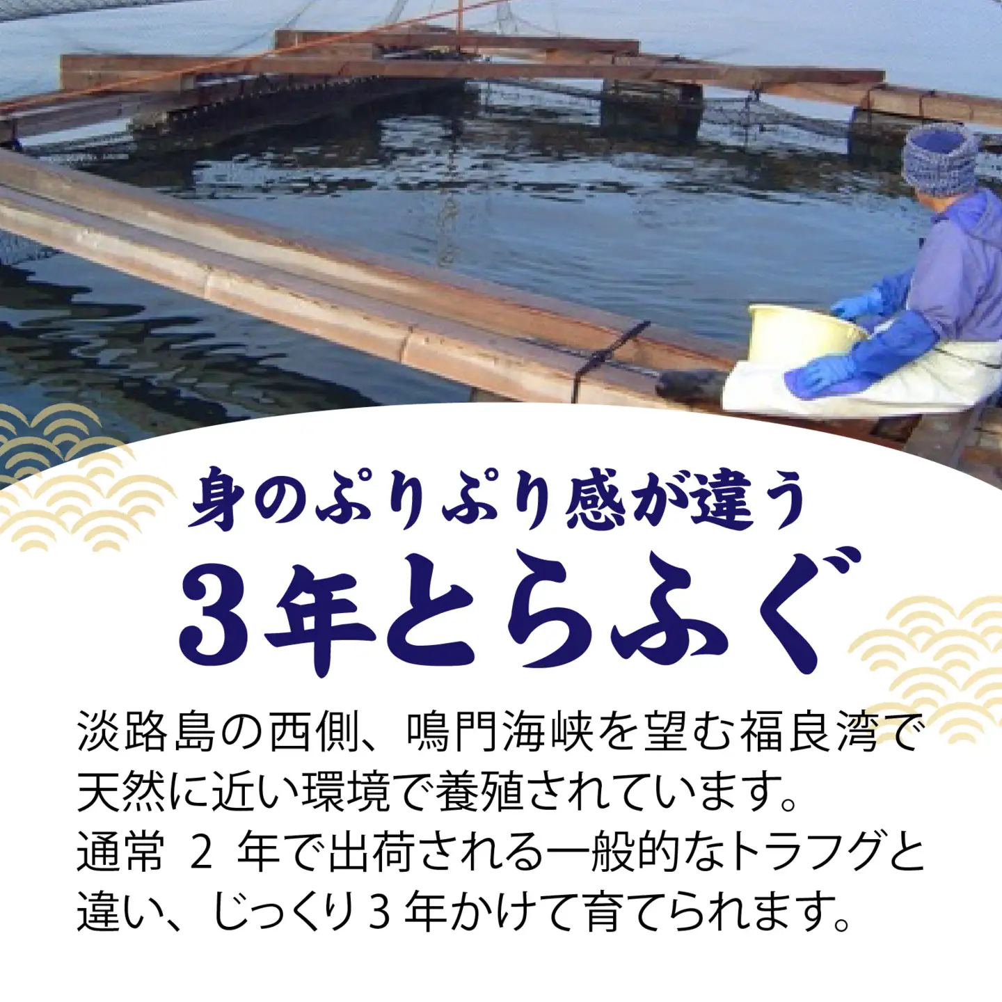 【先行予約】淡路島3年とらふぐ（てっさ・ふぐ刺し・お刺身）1～2人前 ｜ てっさ