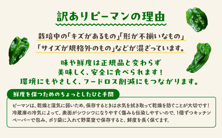 【訳あり】【先行予約】ピーマン 1kg JGAP取得 福島県産 田村市