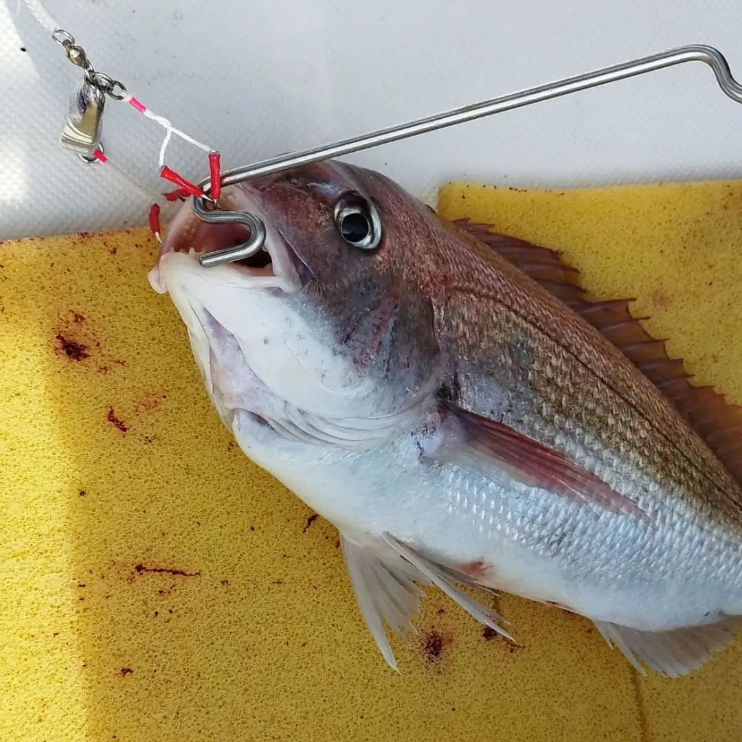 [ベルモント]マルチフックリリーサー 釣り フィッシング リリース 針外し 魚 さびない 防錆 防サビ【010S759】