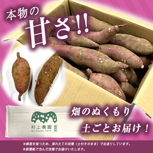 さつまいも TVで紹介！ 【 アフター保証 】甘くておいしい！ 紅はるか 5kg