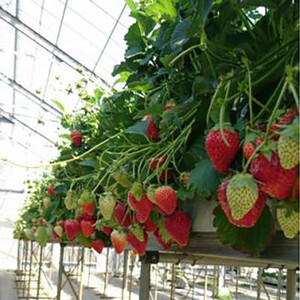 【先行予約】三重県鈴鹿市産 いちご とちおとめ 12粒