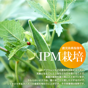 【2026年5月上旬～発送】栽培期間中、農薬の使用を抑えた指宿産オクラ160本(8本入×20袋)(エコオクラグループ/IB166-001) オクラ おくら 減農薬 野菜 夏野菜 旬 特産 夏 新鮮 鹿児島県