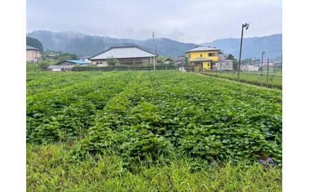 【予約受付！６月以降順次発送】芋焼酎７１０（ナナイチマル）　【数量限定 SDGS 紅はるか 地場産品 本格芋焼酎】
