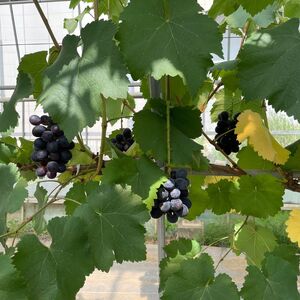 訳ありぶどう ナガノパープル 約1kg 【 ぶどう 】
