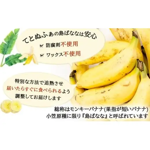 『プレミアム島ばなな』をお届け！！800g(約8本)
