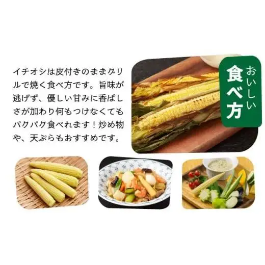 【先行予約2027年1月-5月配送】1番遅くて1番早い⁉ 朝採れプレミアムヤングコーンを皮付きのまま20本お届け！！