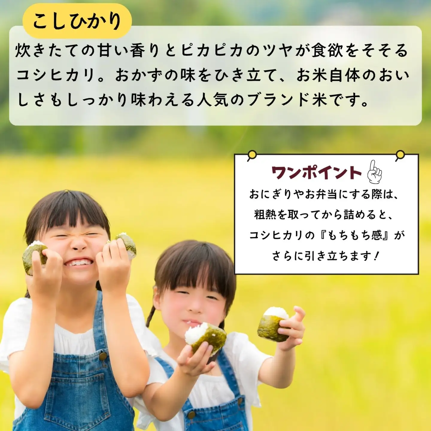 《令和8年産 先行予約》コシヒカリ 3kg 沼田さんちの満点 (Bx-002)　コシヒカリ