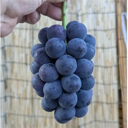 【2026年夏発送】お試しサイズ約1kg　梅田農園の種無し巨峰　来季分先行受付【配送不可地域：離島】【1642883】