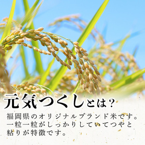 ＜数量限定＞元気つくし 精白米 (15kg)お米 米 精白米 国産 福岡県産 ブランド米 15kg 数量限定 常温＜北海道・沖縄・離島配送不可＞【ksg1782】