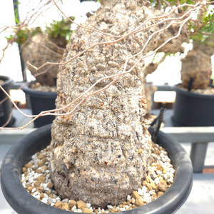 オペルクリカリア・パキプス「塊根植物の王様」(発根管理済) Z5｜観葉植物 コーデックス [0591]