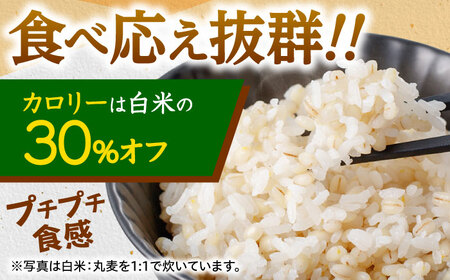 もち麦よりも『ぷりっ』とした弾力 【2回定期便】長崎県産 丸麦 5kg / 麦 むぎ 雑穀 雑穀米 麦ごはん 麦飯 麦みそ 食物繊維 / 諫早市 / 有限会社伊東精麦 [AHBU013]