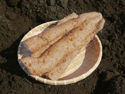 MS-07　大山産自然薯 850g
