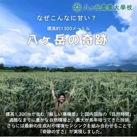 【2026年先行予約】朝採れ直送 フルーツのような甘さ『皮付き』生とうもろこし10本【配送不可地域：離島】【1643138】