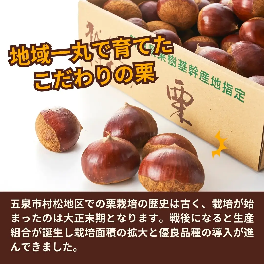 【先行予約】くり 越後村松の栗（2Lサイズ 2kg）| 新潟県 五泉市 くり 栗