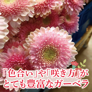旬の水戸市常澄のガーベラ カラフルミックス20本（DR-130）