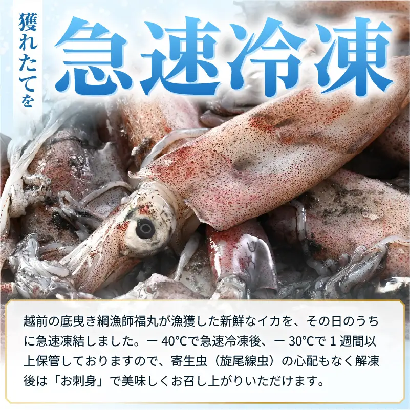 【ふるさと納税】【急速冷凍】【訳あり】生いか 天然ケンサキイカ サイズ無選別 1kg（500g × 2袋） [e15-a062]