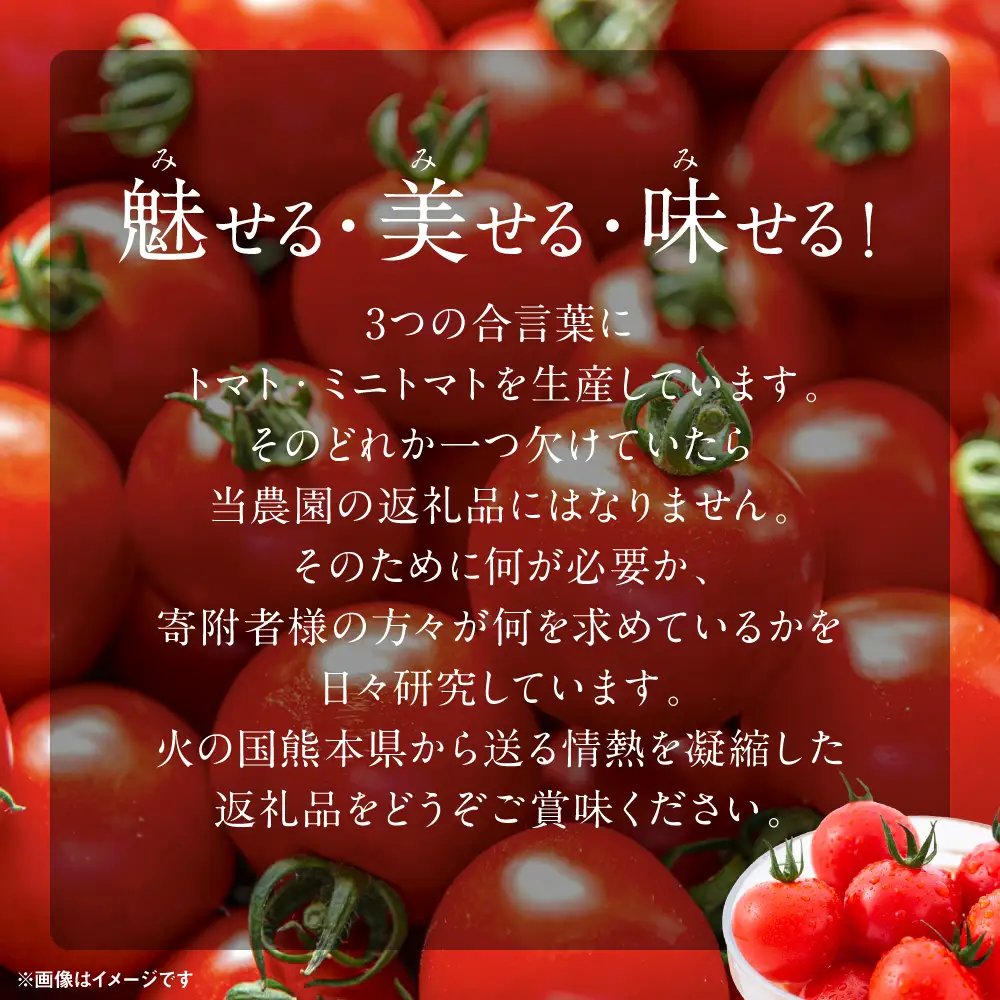 魅せる・美せる・味せる！「３み」一体ミニトマト！ 八代市産 トマト ミニトマト 約3kg 野菜 とまと 熊本県 八代市