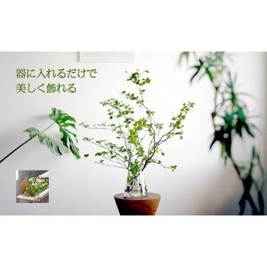 674.【月1回・12ヶ月定期便】旬をかざる枝もの定期便（年12回）＋初回ガラスベース付き