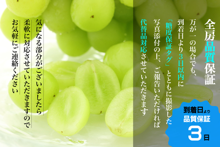 【2026年発送★先行予約】【全房糖度18度保証付】シャインマスカット 約2.1kg 2～5房/日テレ「ZIP!」TBS「ひるおび」にて紹介！美味しいフルーツだけをお届け【ルッチ Rucci】産地直送 山梨県 笛吹市 果物 葡萄 ぶどう 贈答 人気 ギフト プレミアム 高級 令和8年 先行予約 104-004-FN