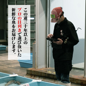 鮮魚便 獲れたて 6～9匹 刺し身 ＼ 刺し身 ／