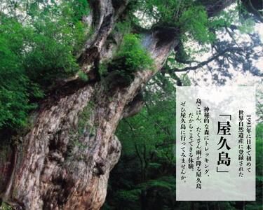 屋久島町に泊まるふるさと納税旅行クーポン【6,000円分】