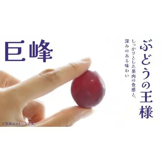 【 お中元 熨斗付き】 巨峰 ４房 【2026年8月上旬発送開始】(茨城県共通返礼品：大子町)