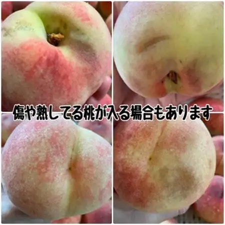 【2026年発送】訳あり桃!3kg前後 ご家庭用 加工用に!【配送不可地域：離島】【1647628】