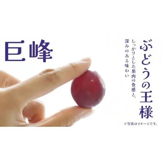 巨峰 5kg (7～9房) 【2026年7月上旬発送開始】(茨城県共通返礼品：大子町)